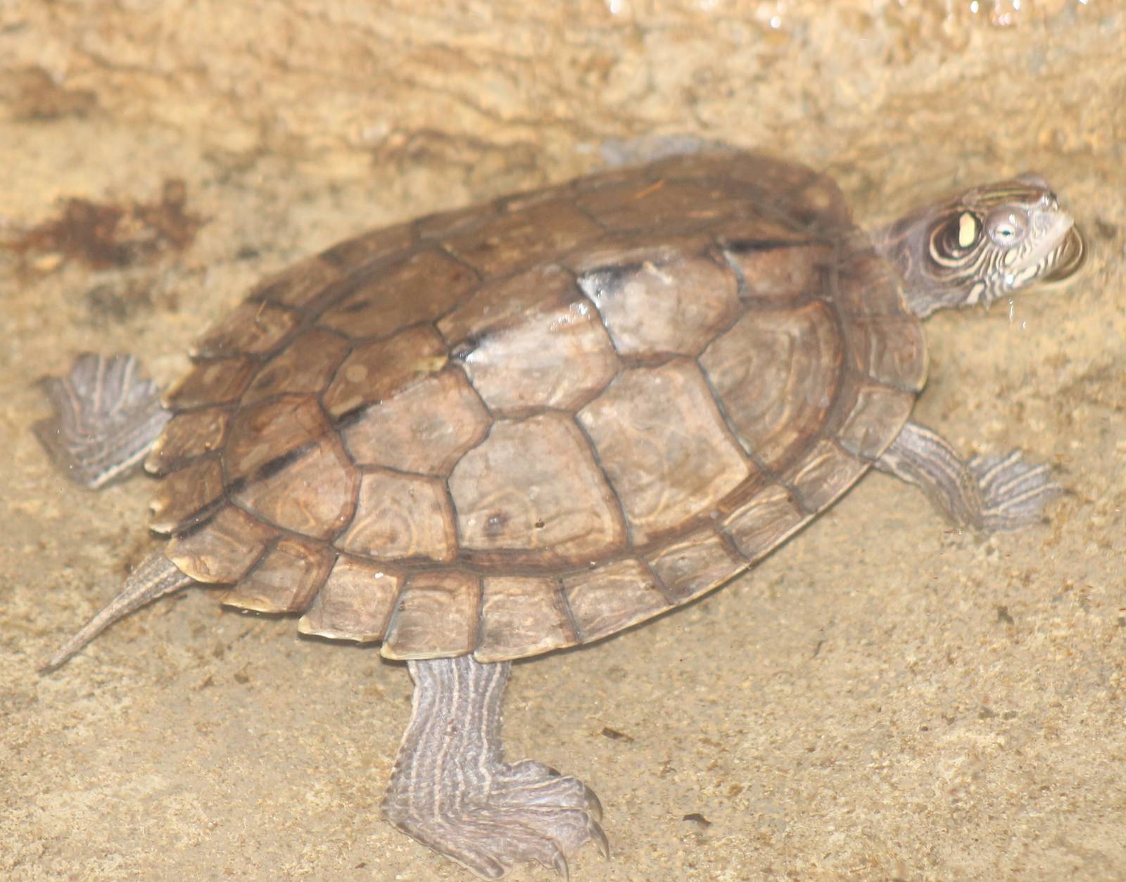 turtle species 1 ID needed