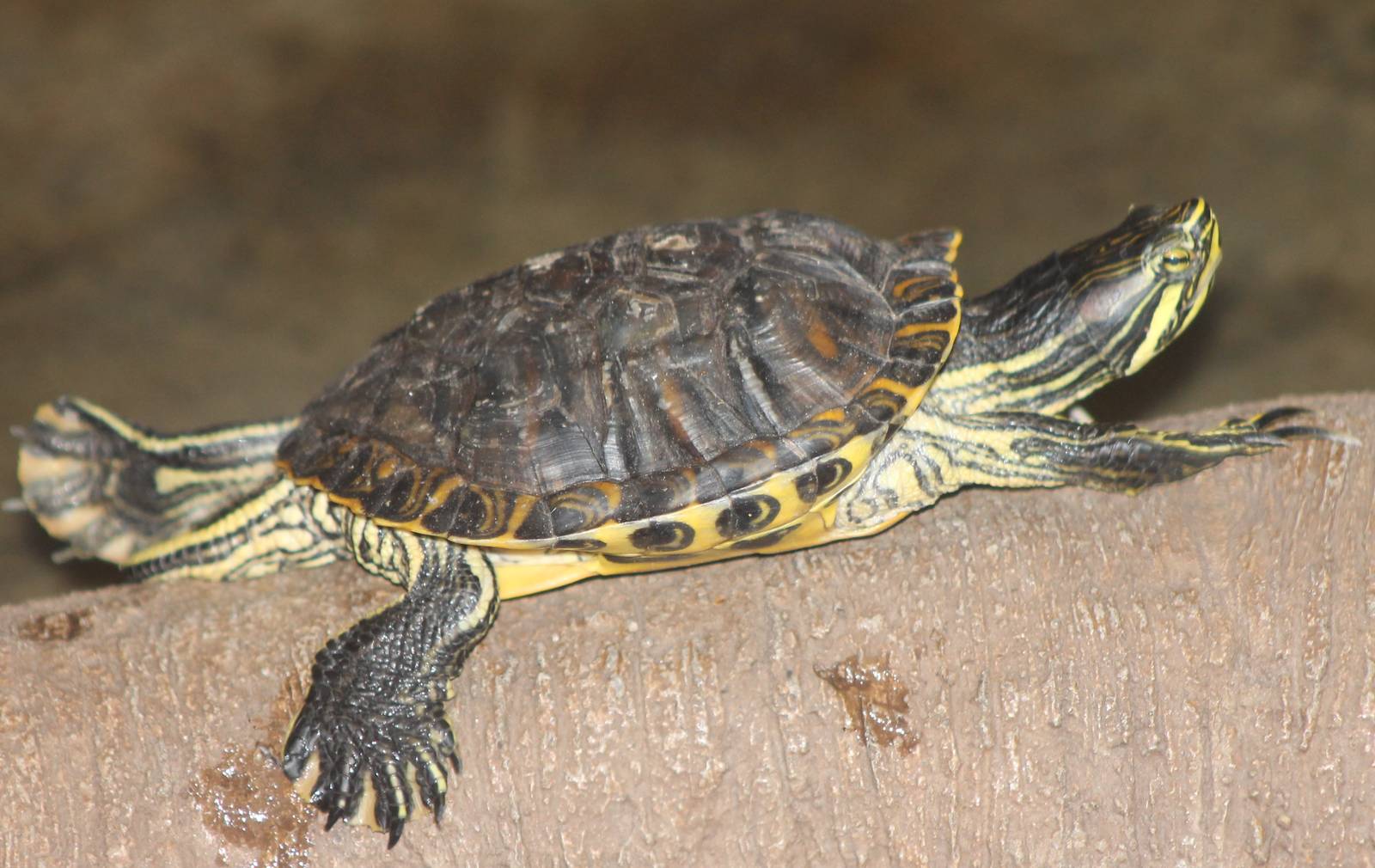 turtle-species 3 ID needed