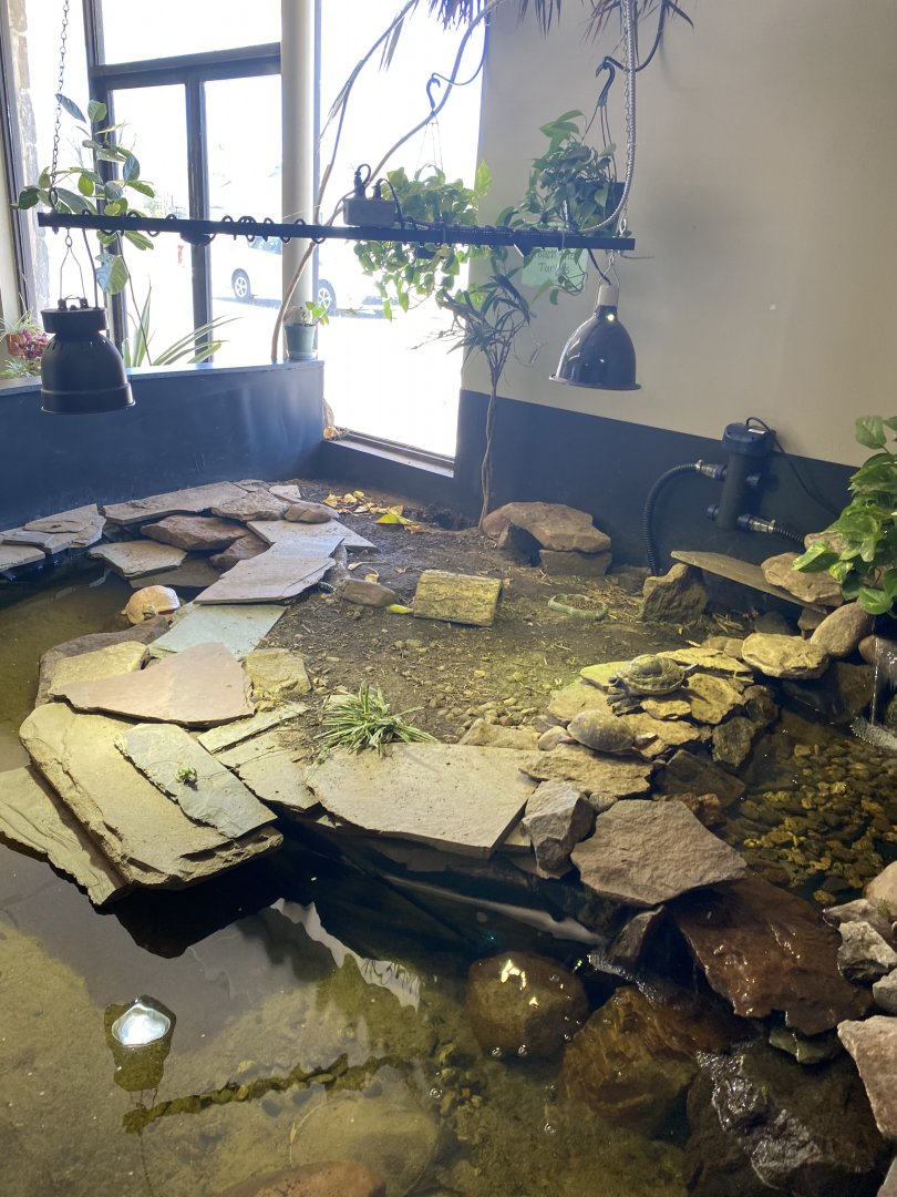 Turtle species at riverside reptiles, ID?