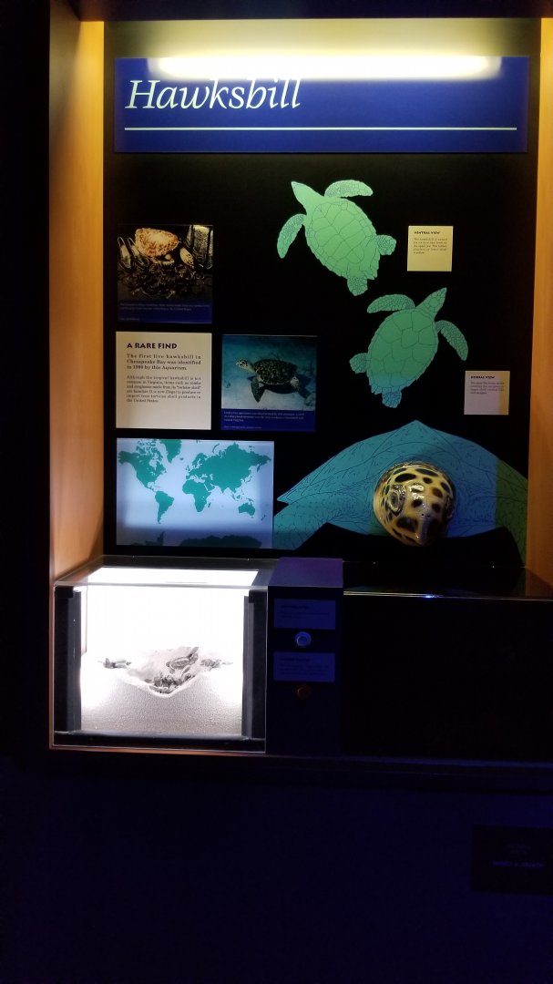Turtle species display