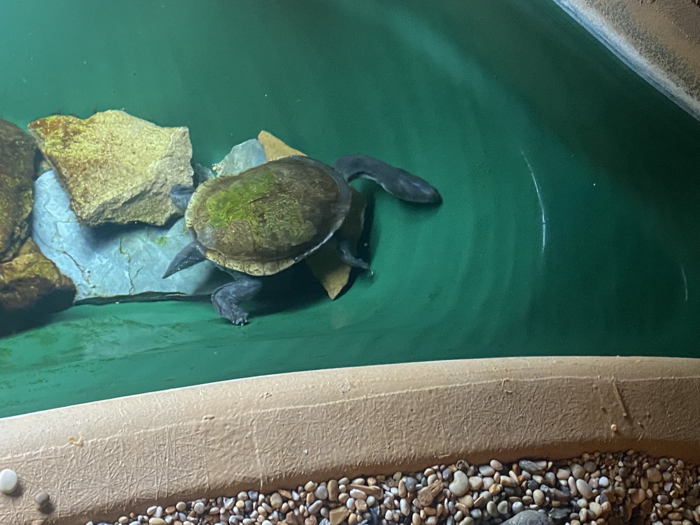 Turtle species ID please? 080122