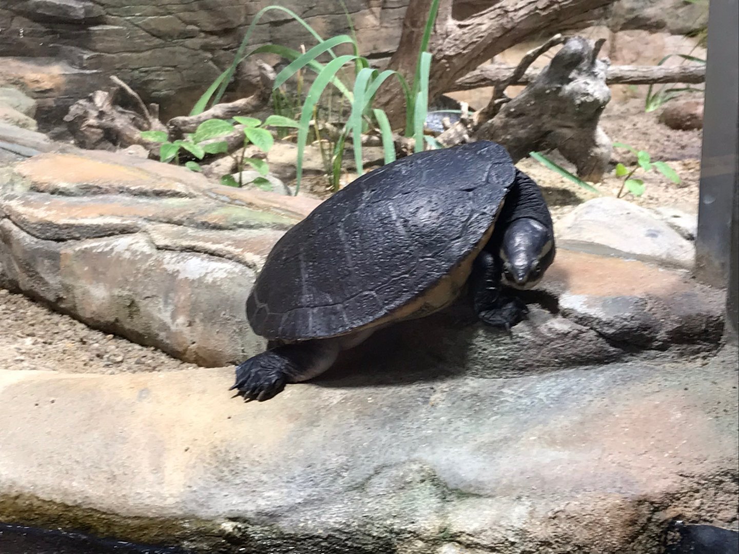 Turtle species - ID please? 270118