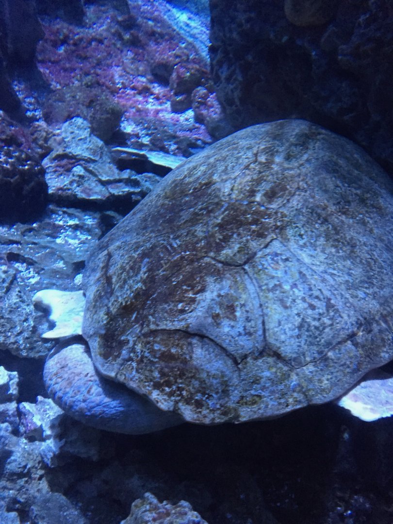 Turtle Species (Identify?)