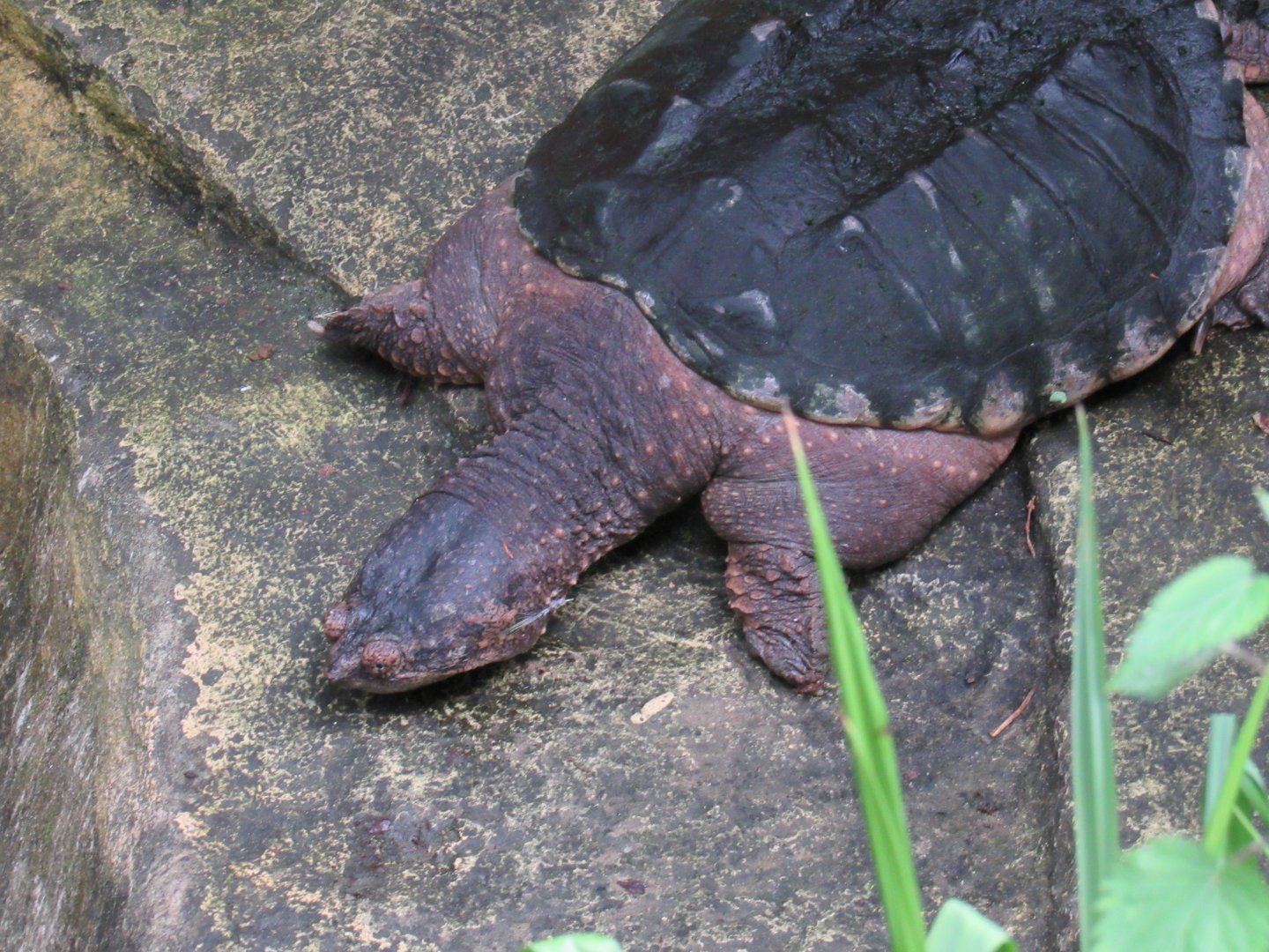 Turtle (species unclear)