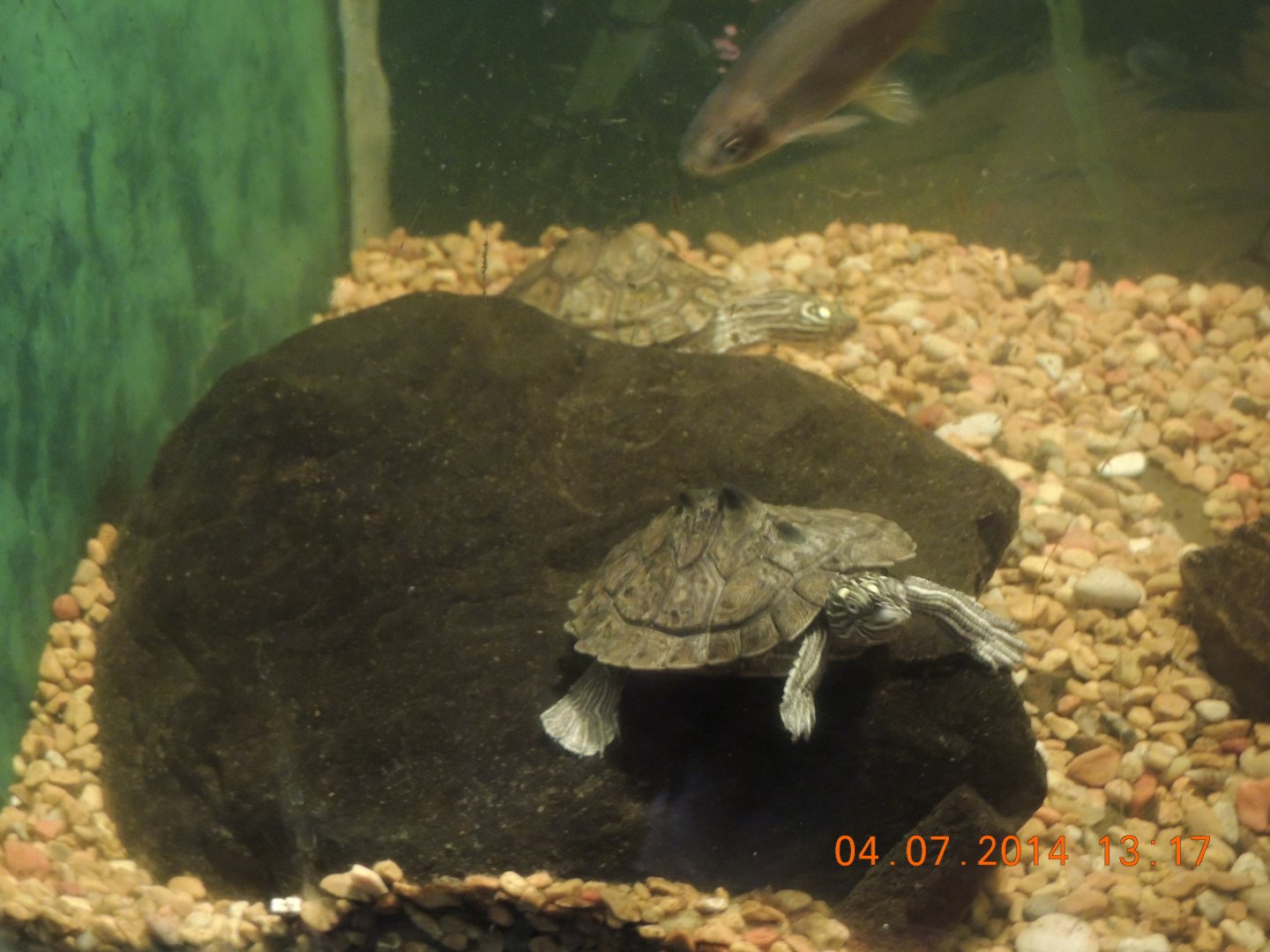 turtle species