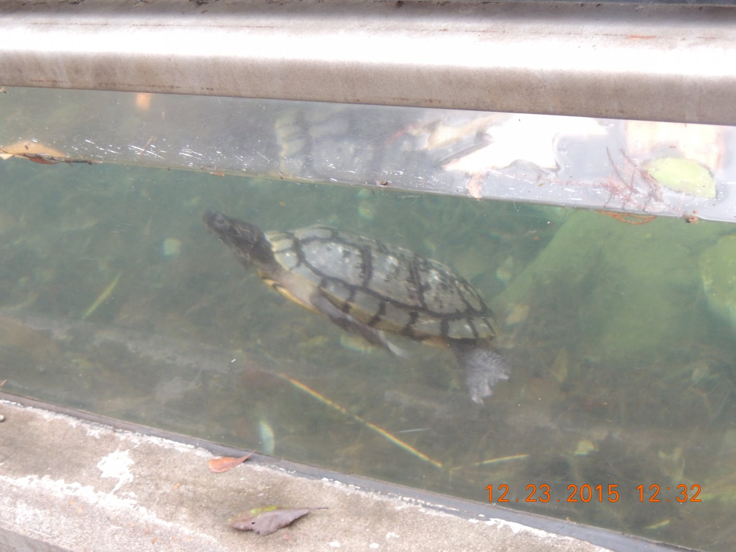 turtle species