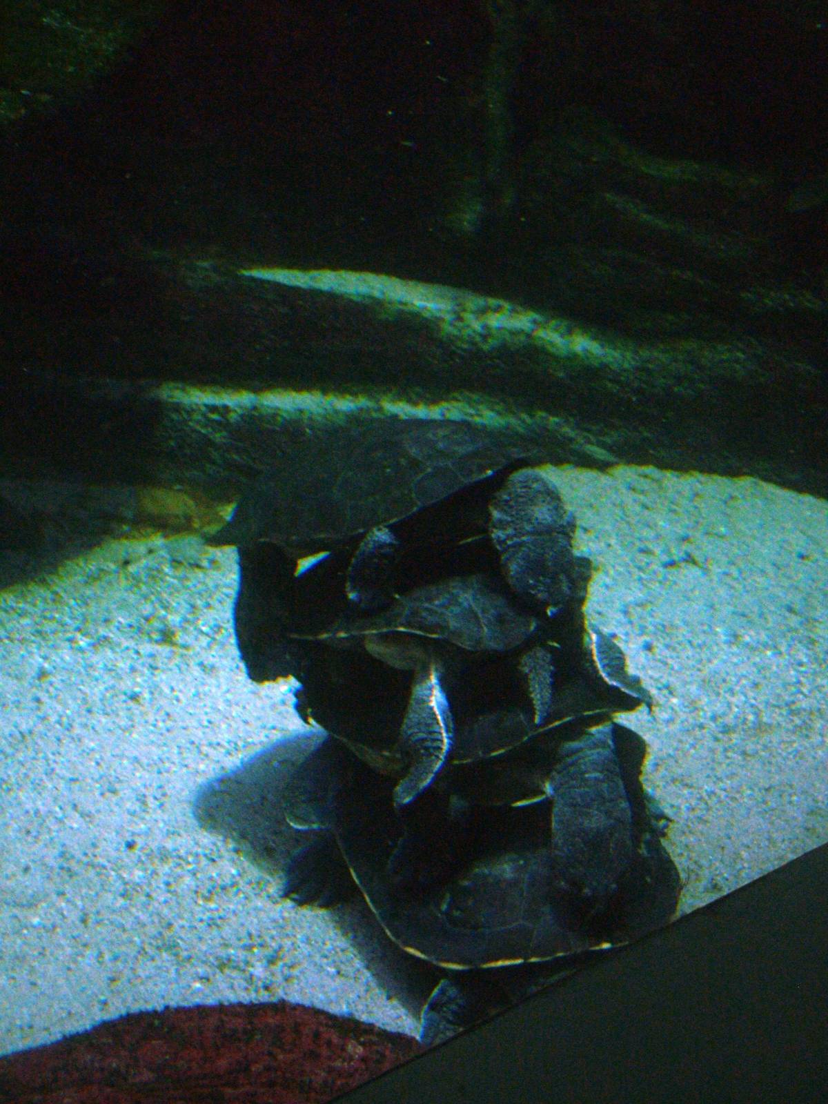 Turtle Stack at Frankfurt 31/08/10