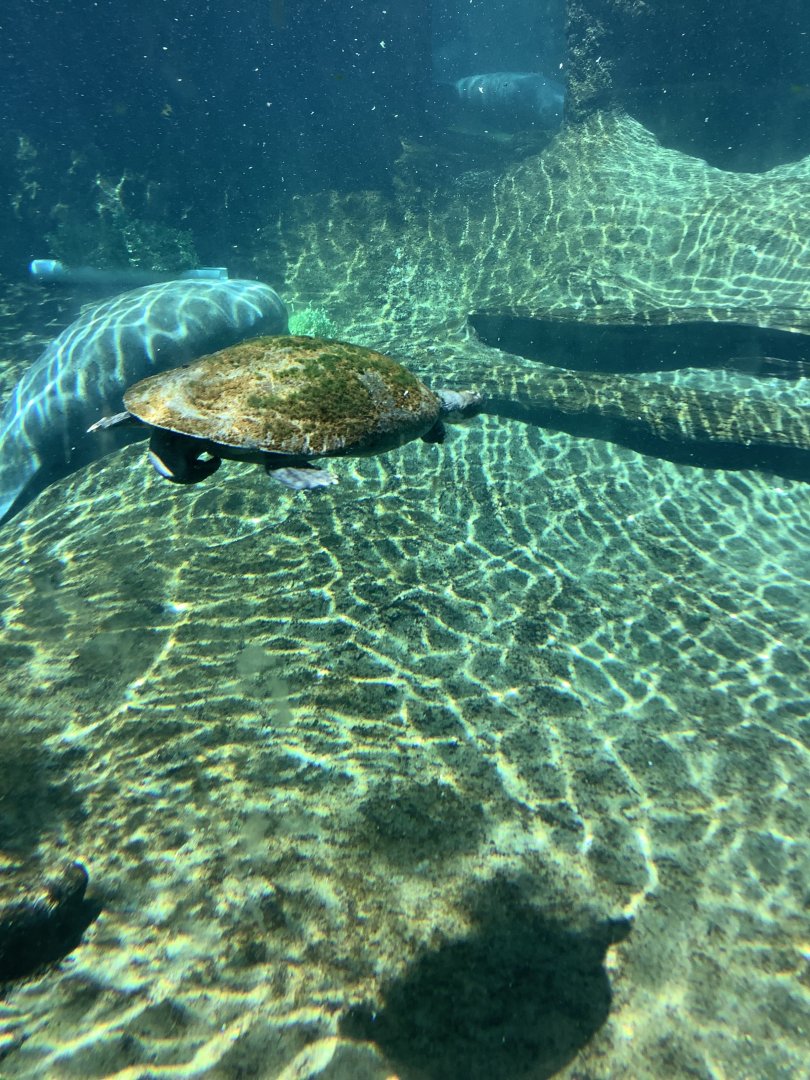 Turtle Swimming by in Manatee Underwater viewing area 3/20/24