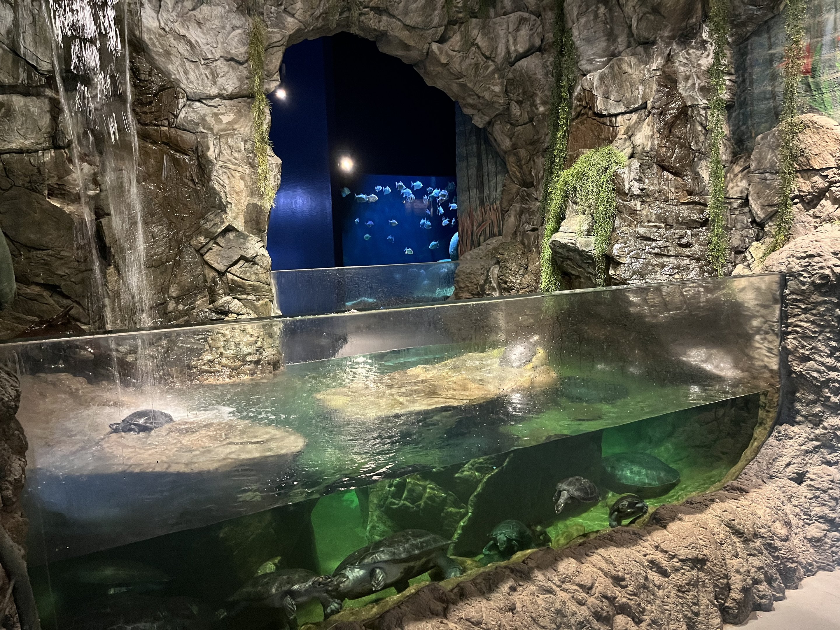 Turtle Tank (2 species)