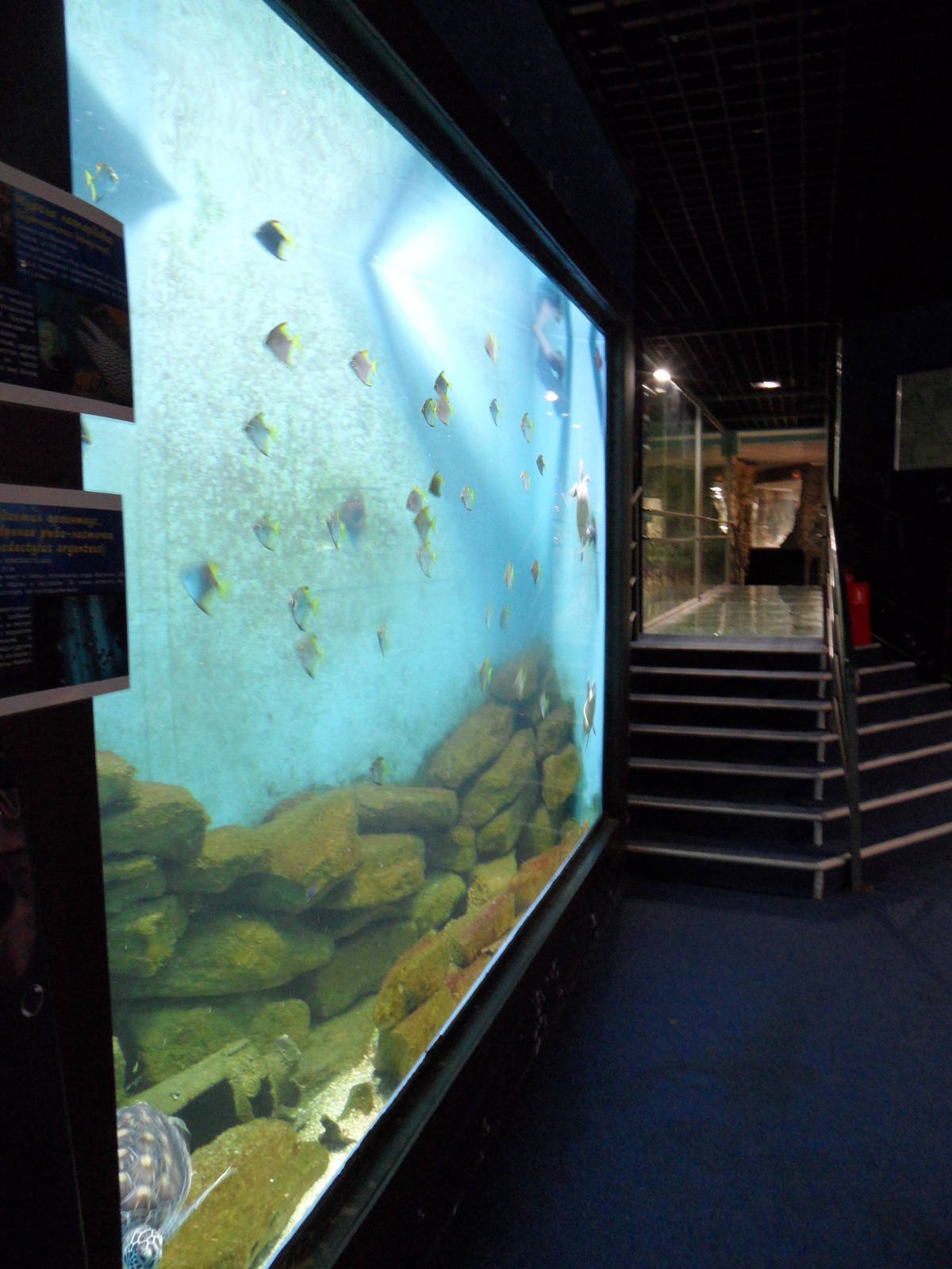 Turtle tank, glass bridge to croc hall