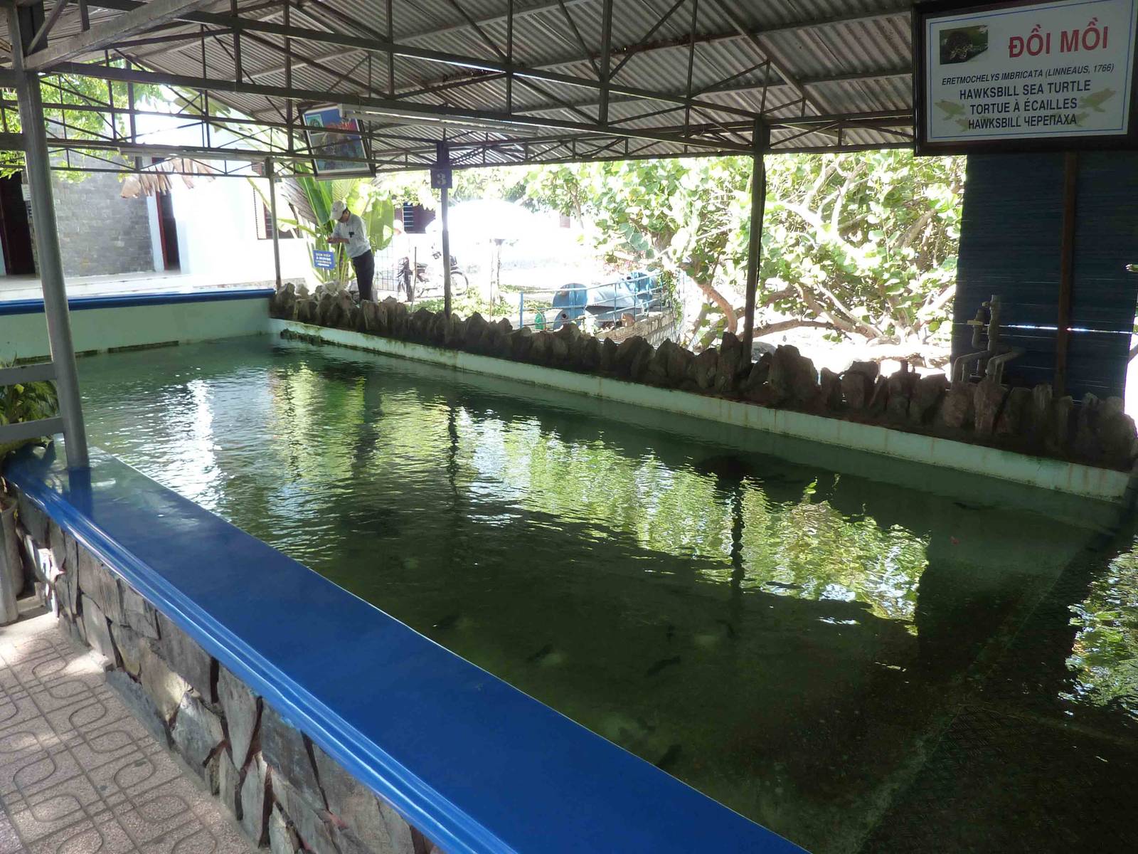 Turtle tank, May 2013.