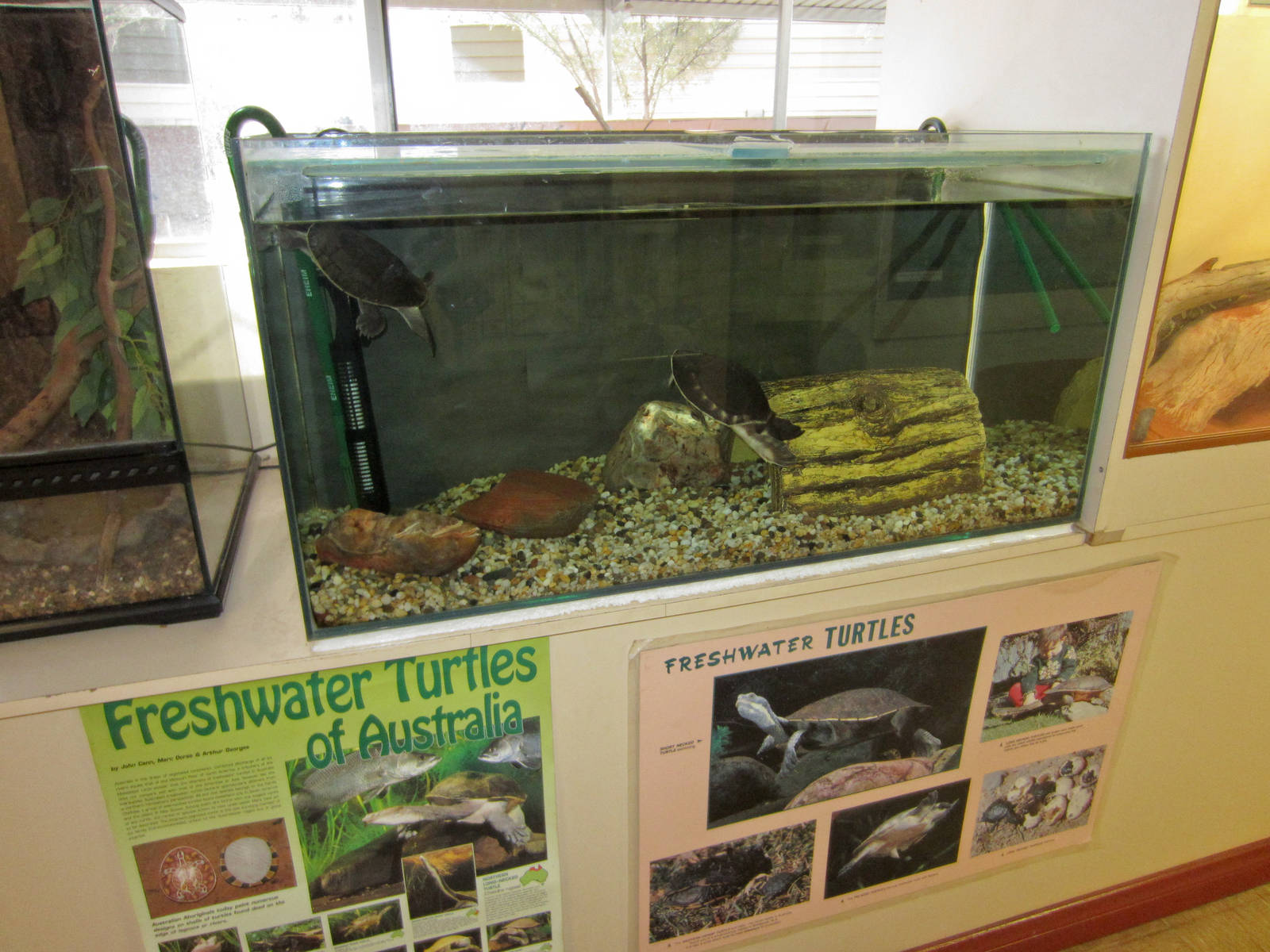 Turtle Tank