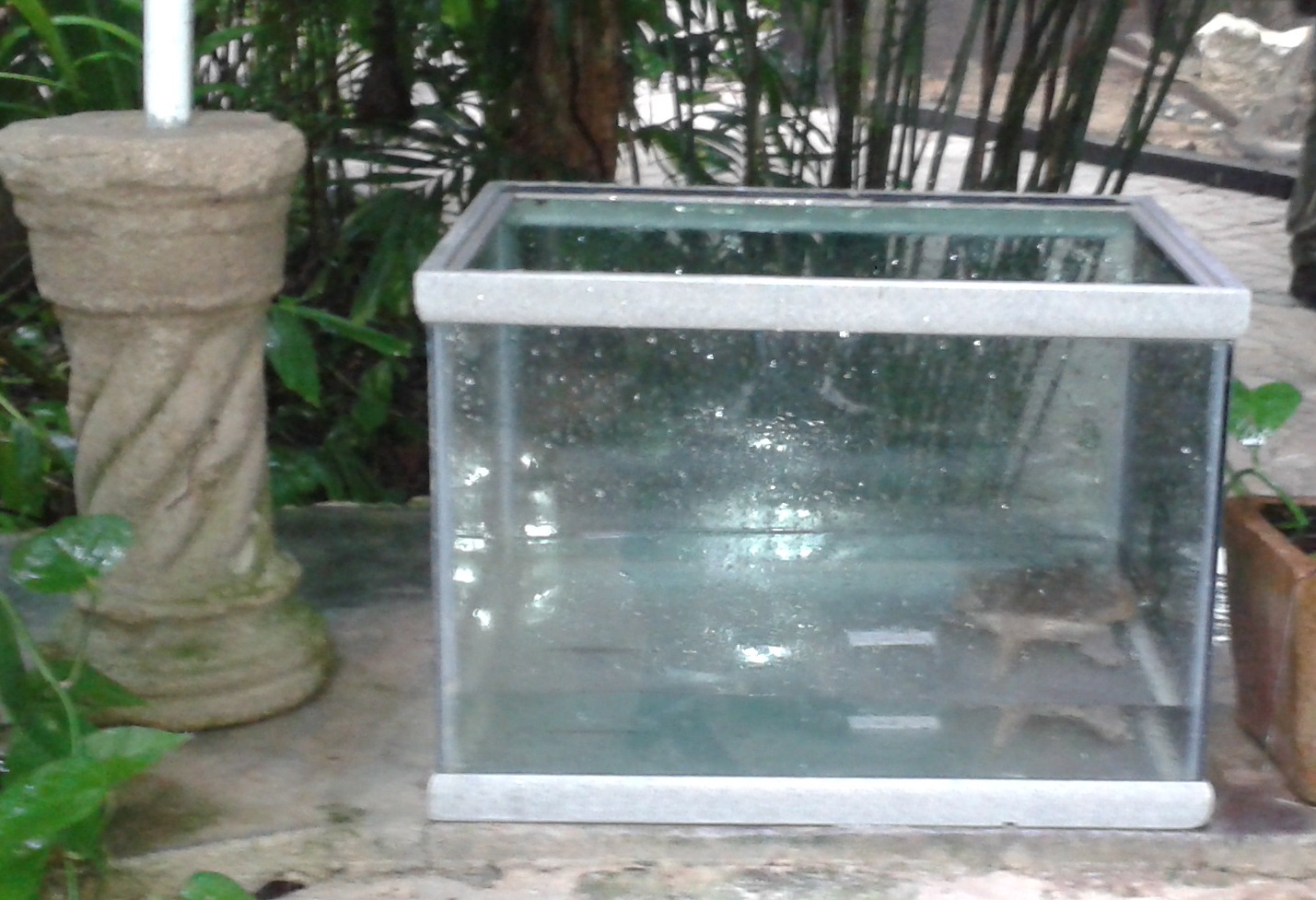 turtle tank