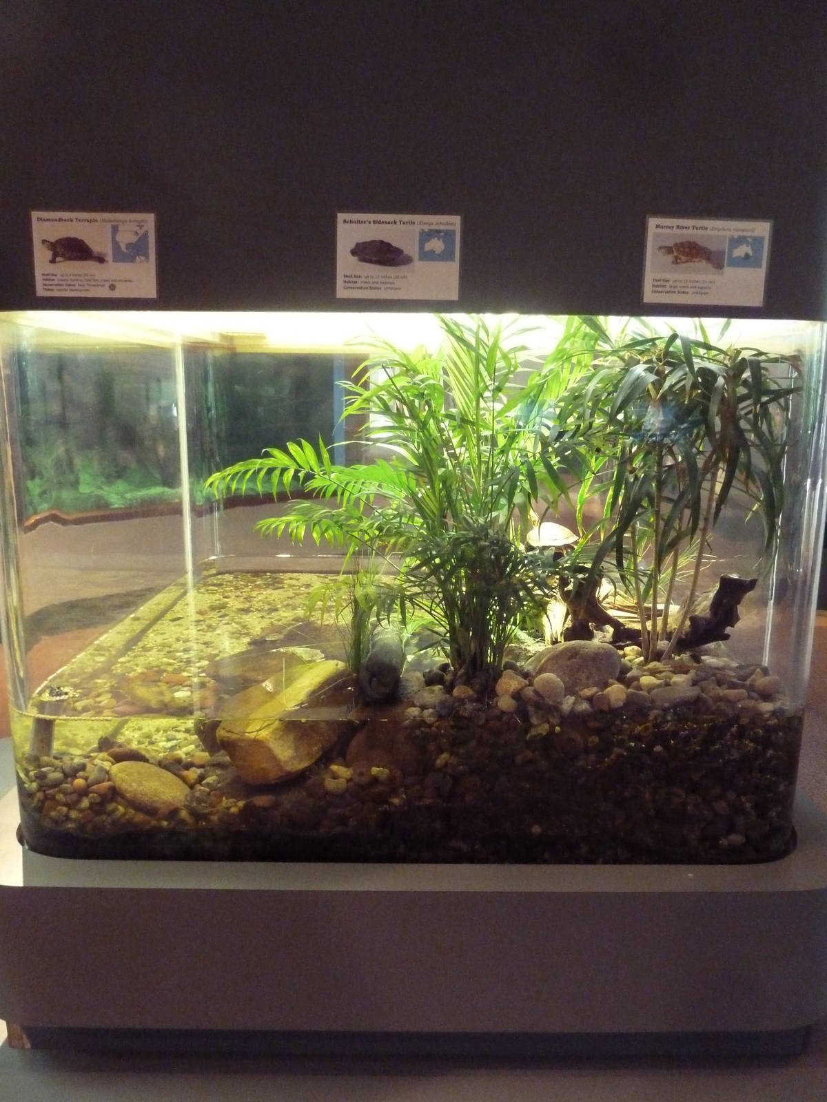 Turtle Tank