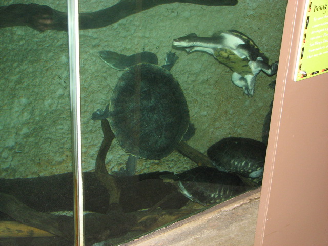 Turtle tank