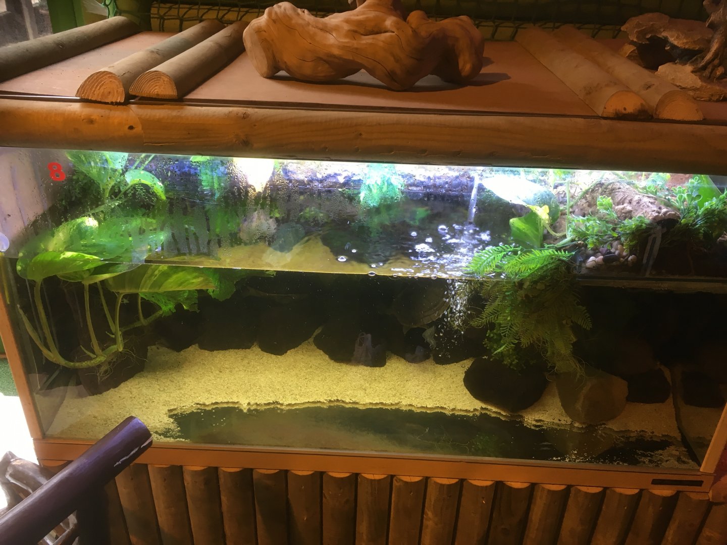 Turtle tank