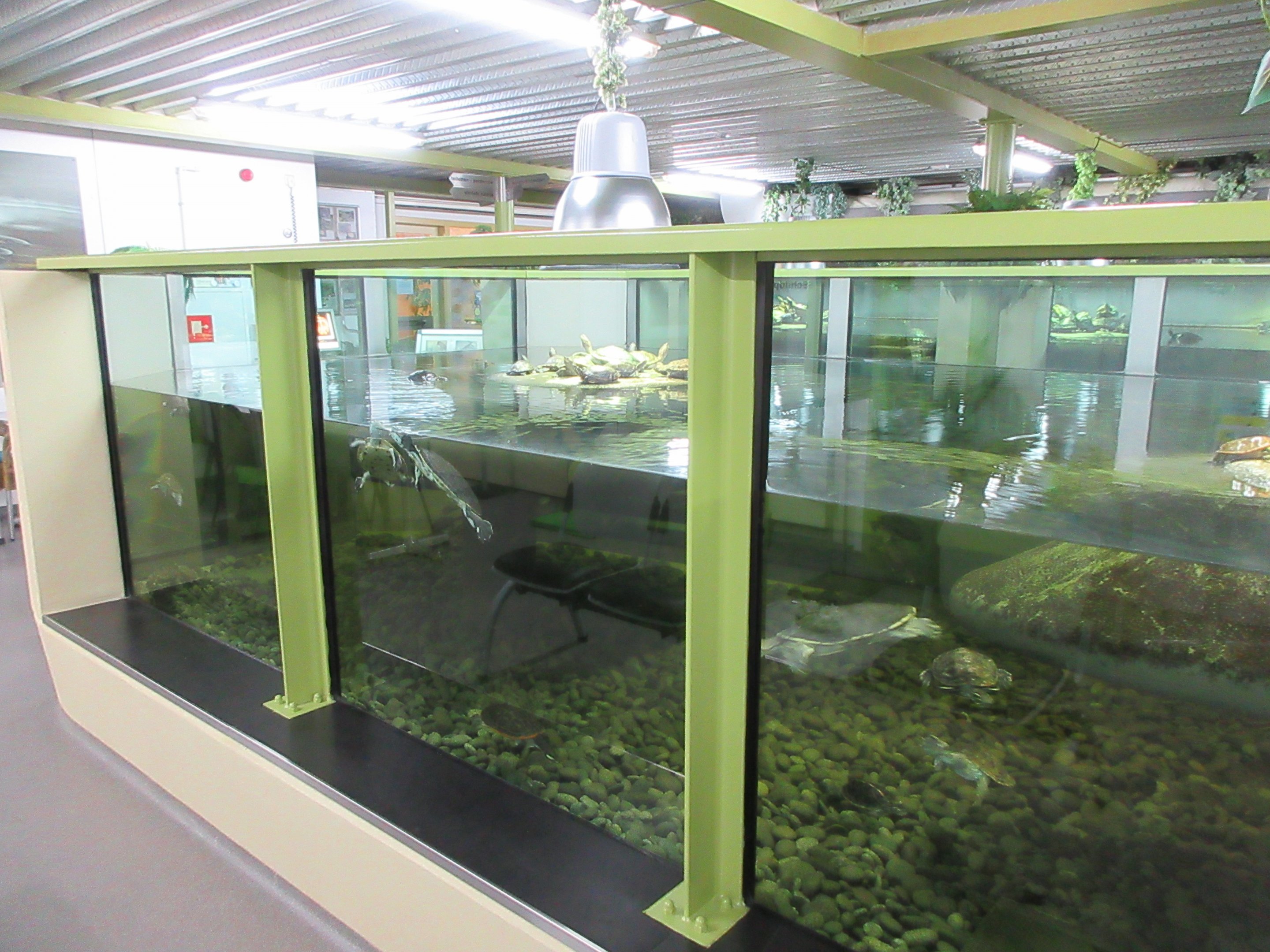 Turtle Tank