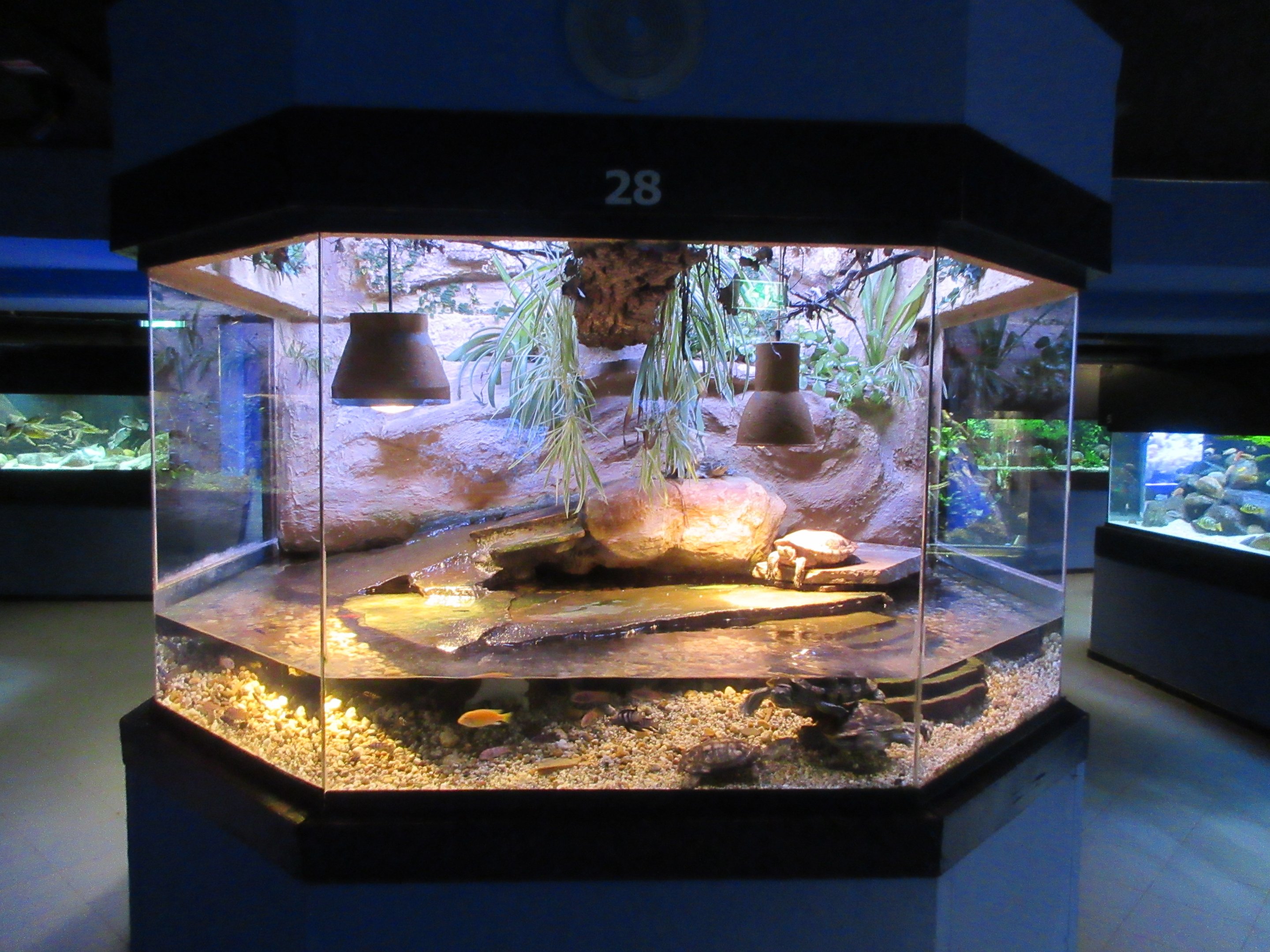 Turtle Tank