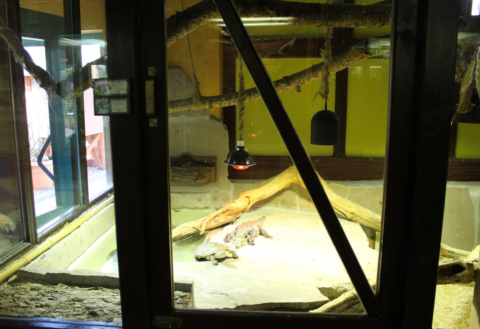 Turtle - Tegu enclosure