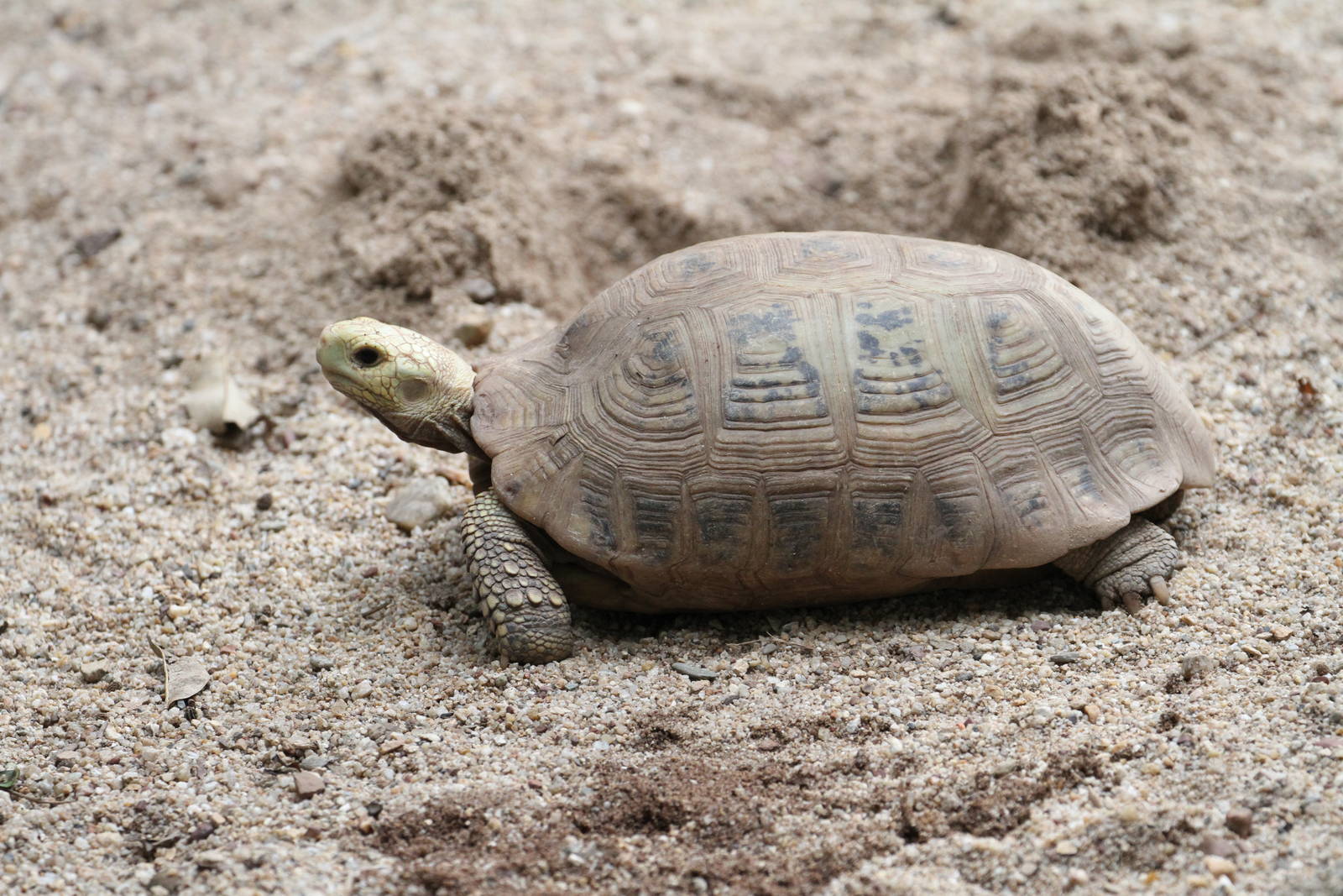 Turtle / Terrapin ID 2 Please