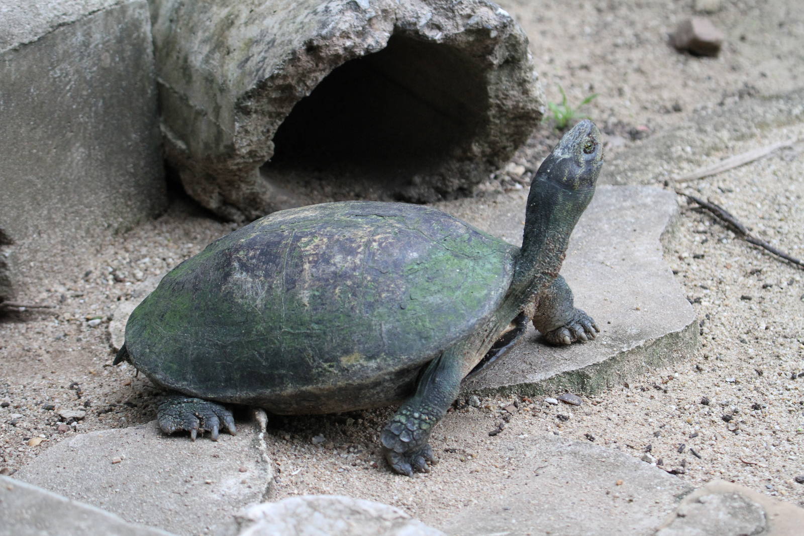 Turtle / Terrapin ID Please