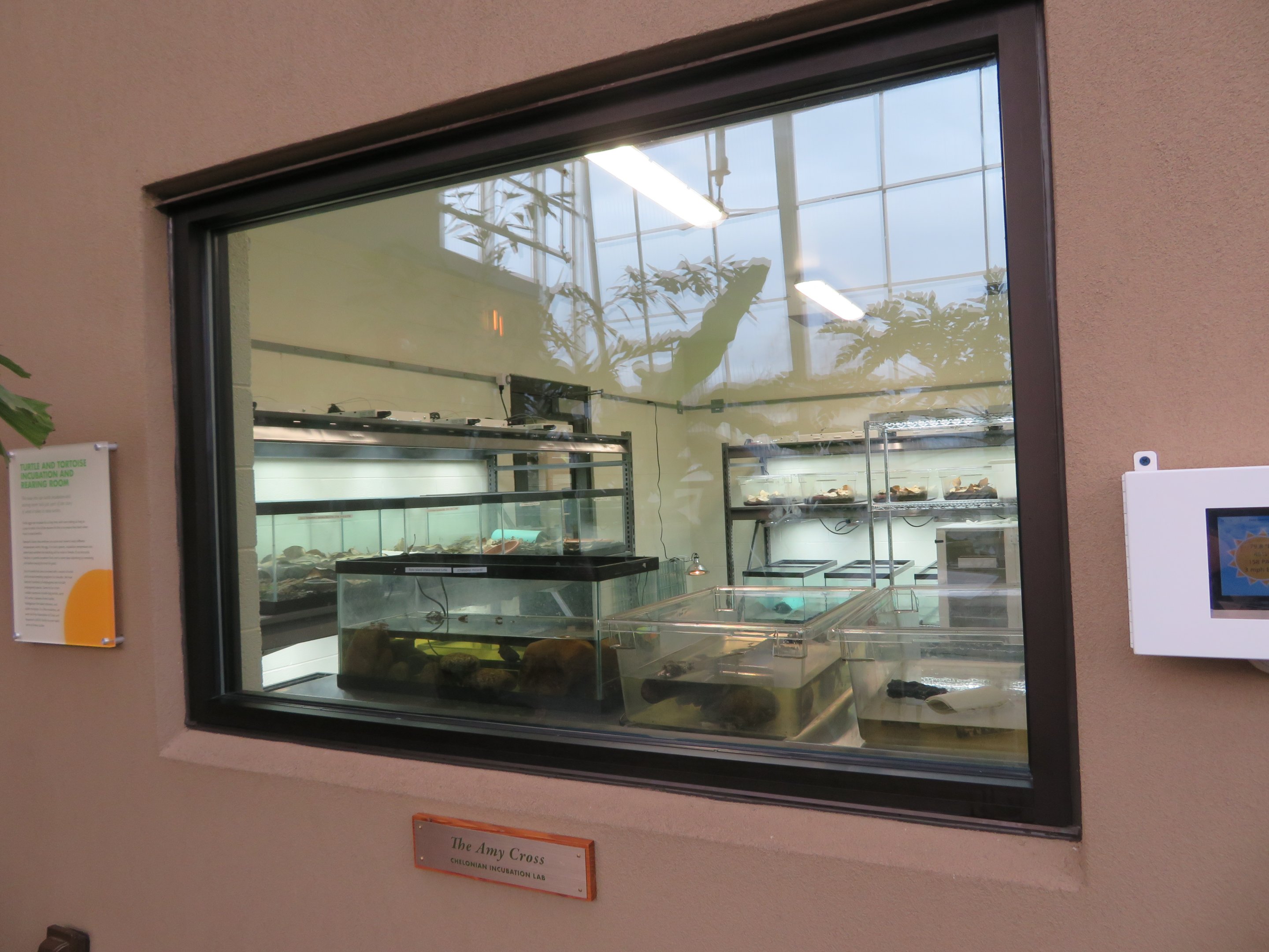 Turtle/Tortoise Breeding Lab
