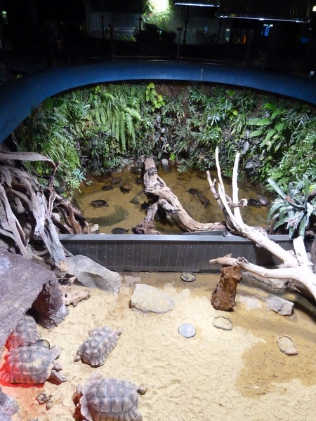 Turtle / Tortoise enclosure