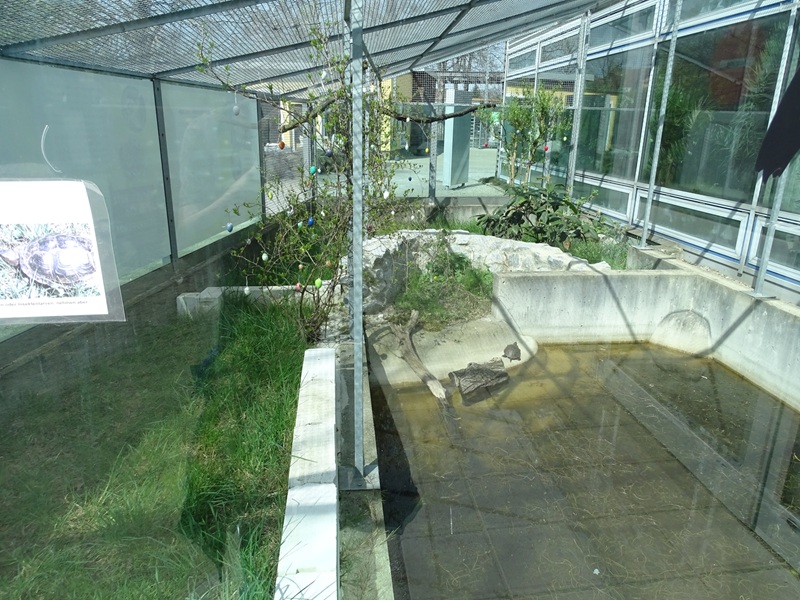 Turtle + tortoise enclosure