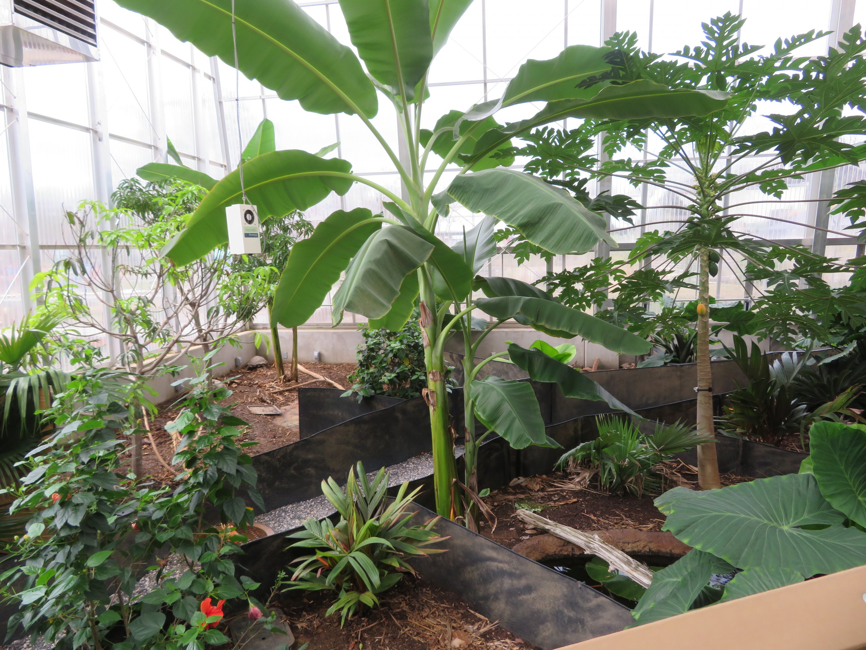 Turtle/Tortoise Greenhouse