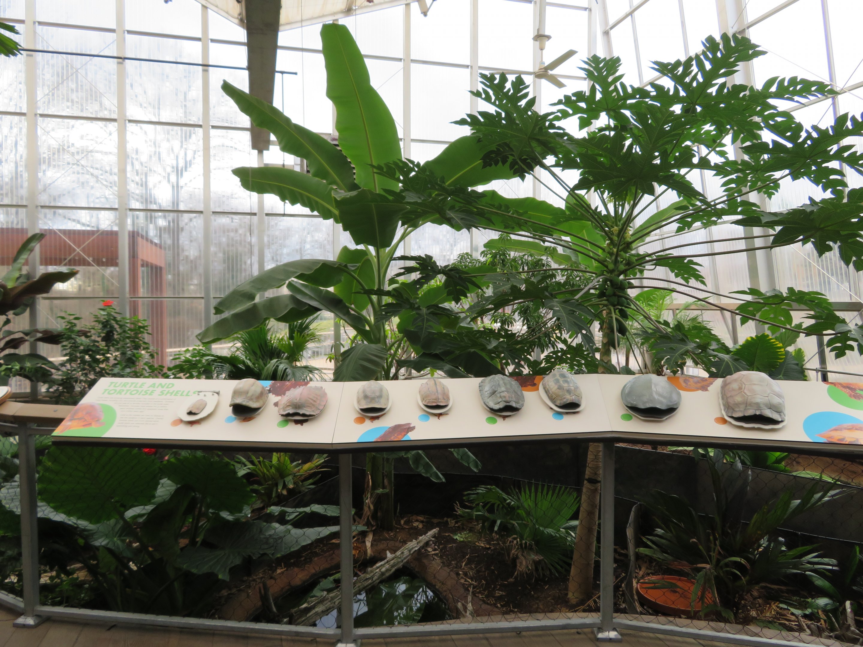 Turtle/Tortoise Greenhouse