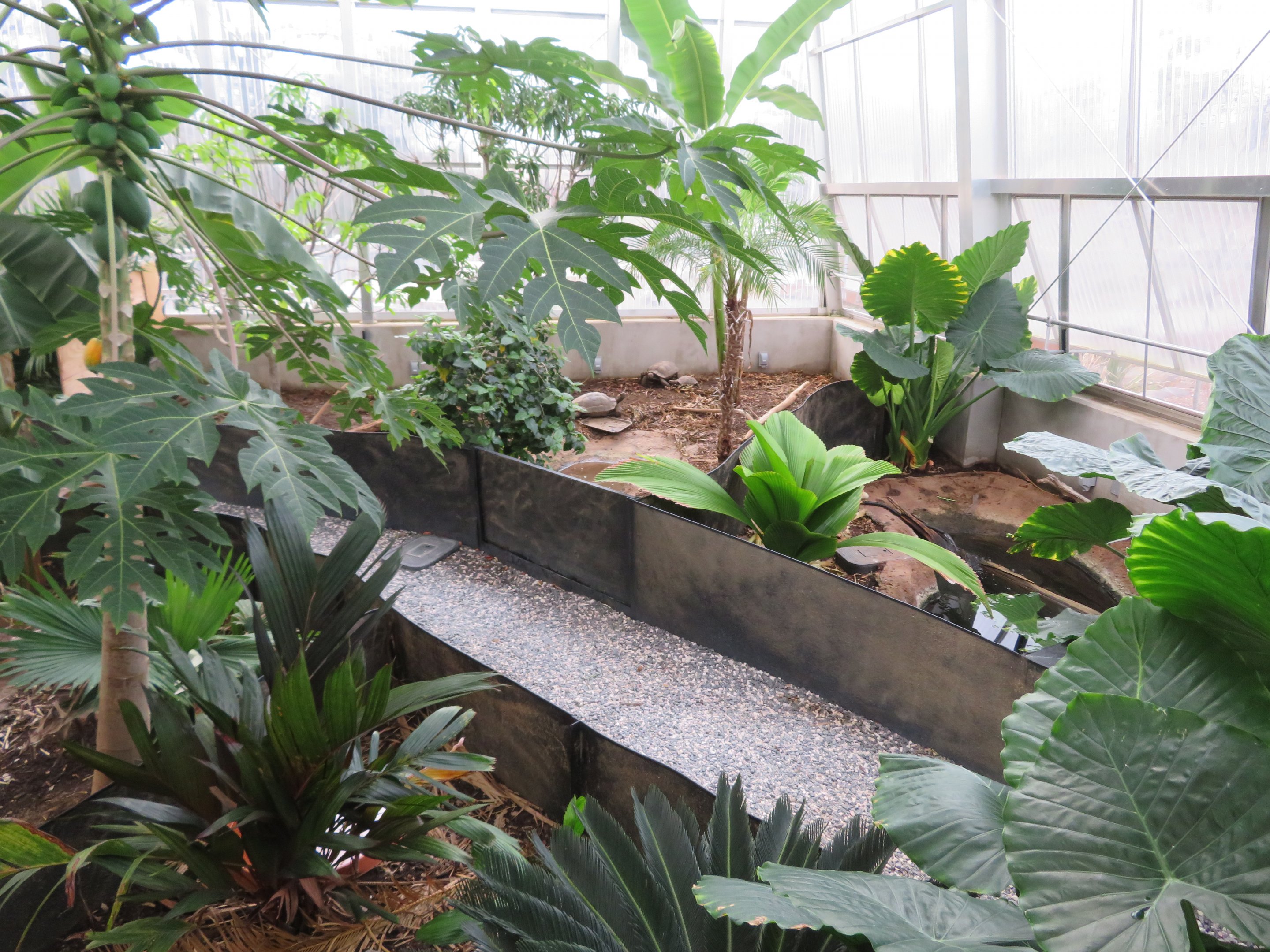 Turtle/Tortoise Greenhouse