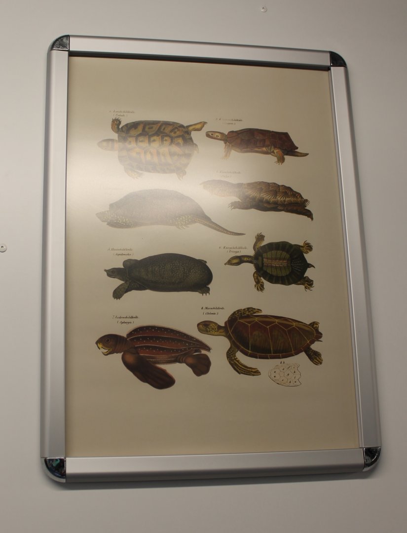 Turtle - Tortoise Poster