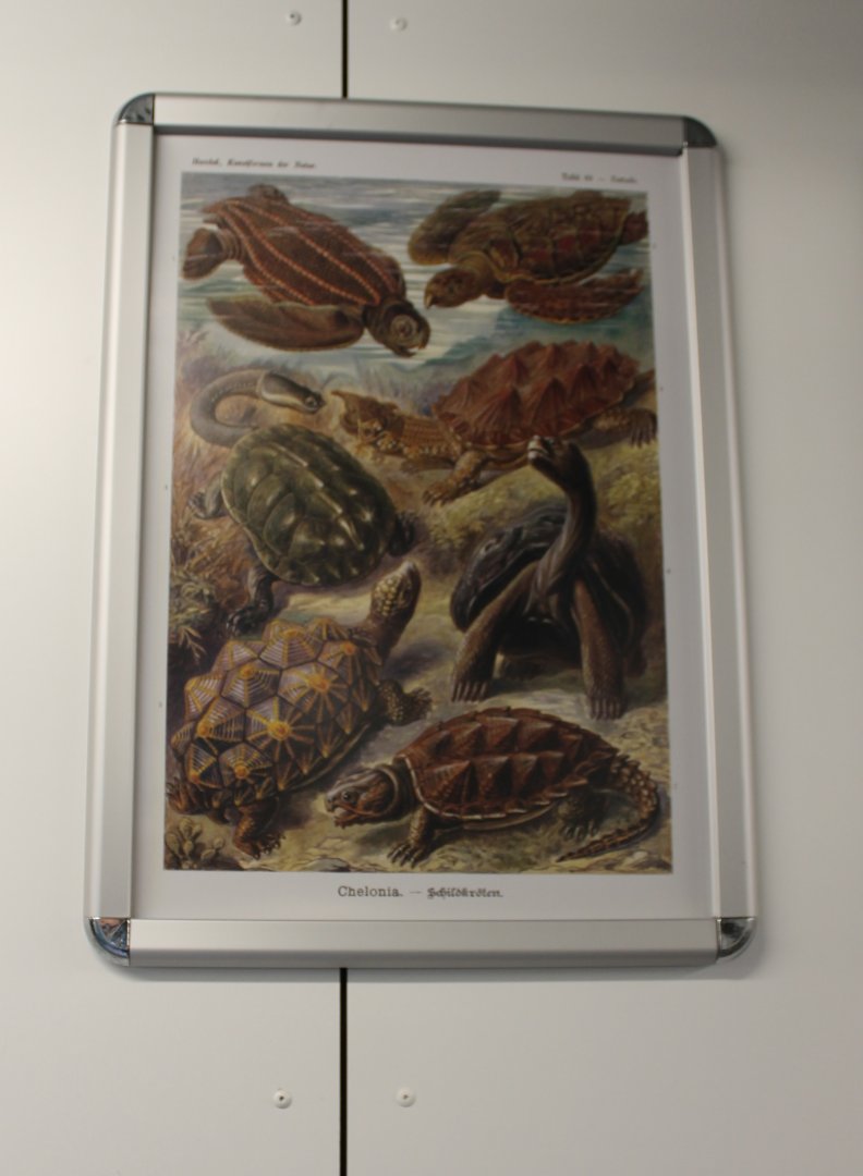 Turtle - Tortoise Poster