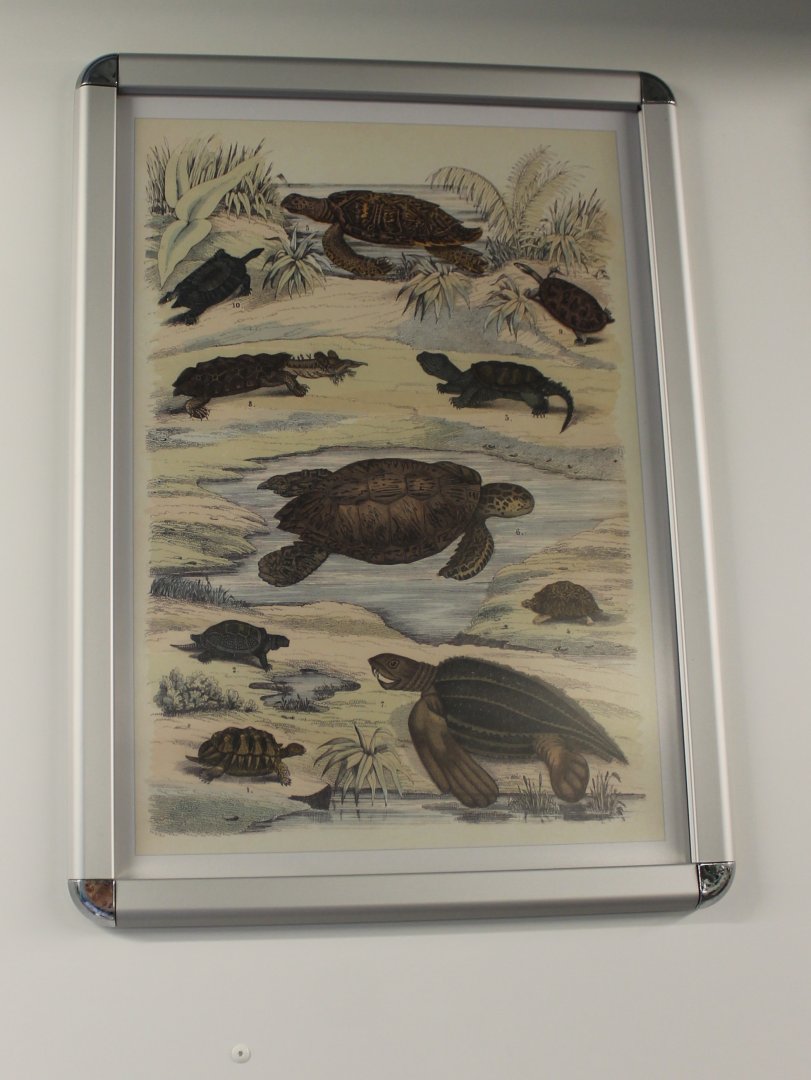 Turtle - Tortoise Poster