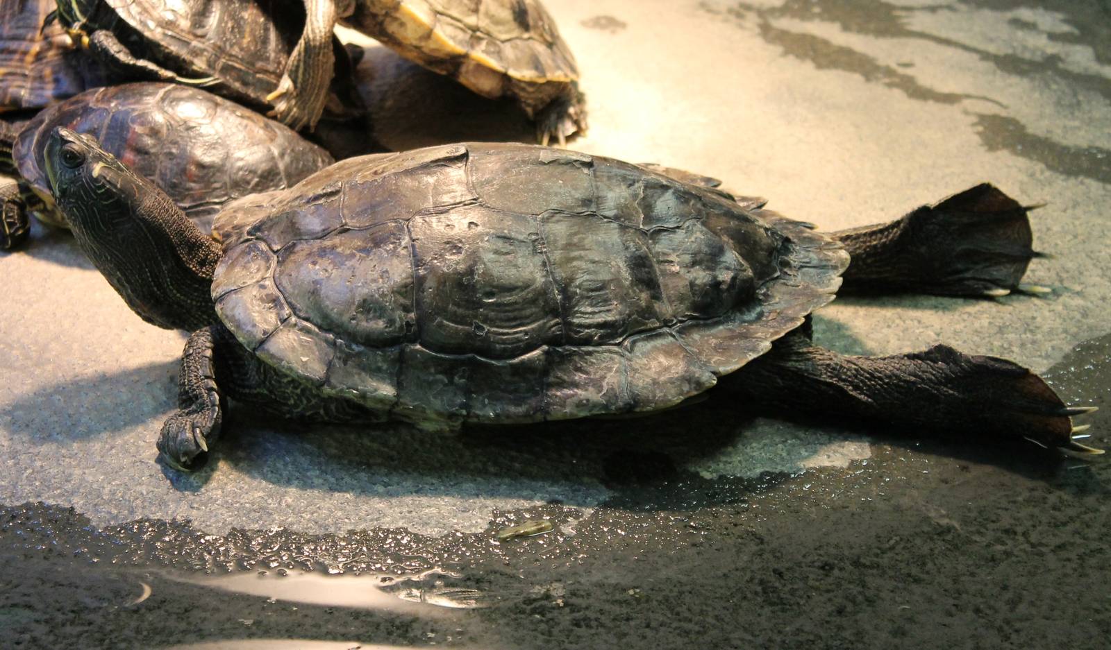 Turtle tortoise Terrapene ID