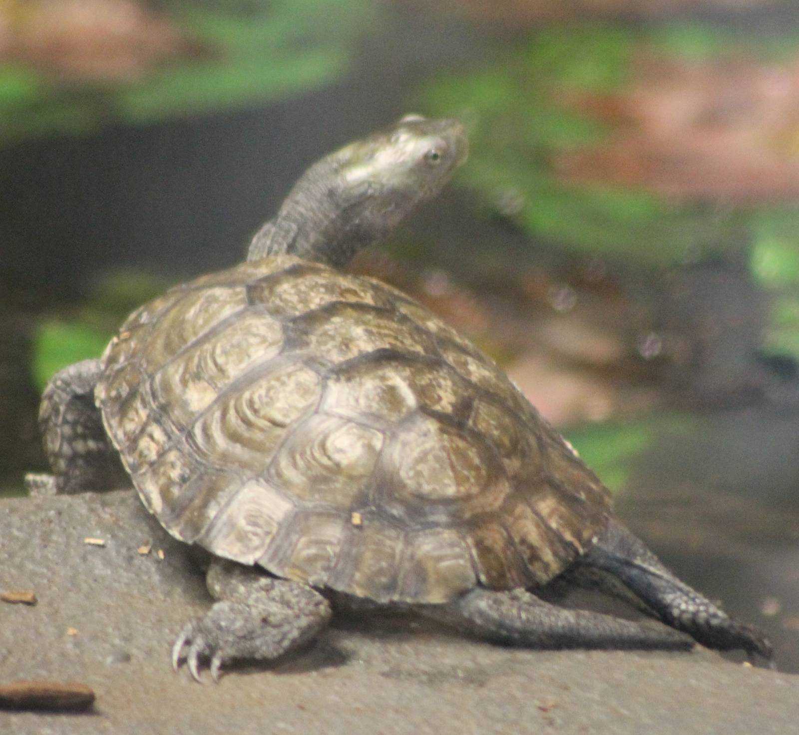Turtle tortoise terrapene ID