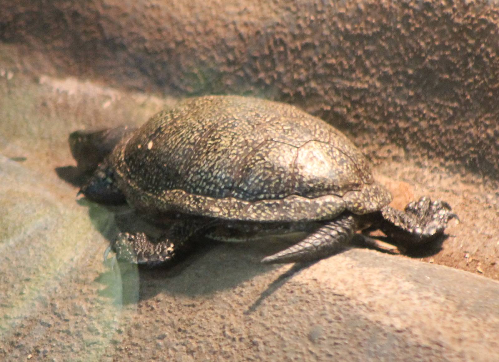 Turtle tortoise terrapene ID