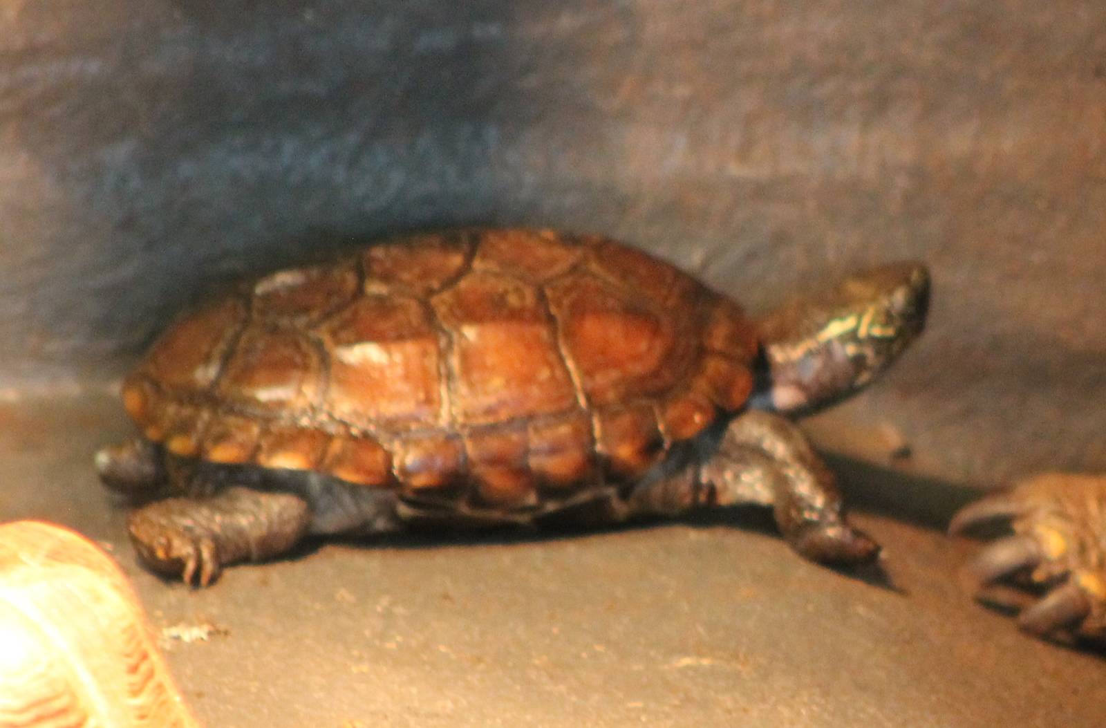 Turtle tortoise terrapene ID