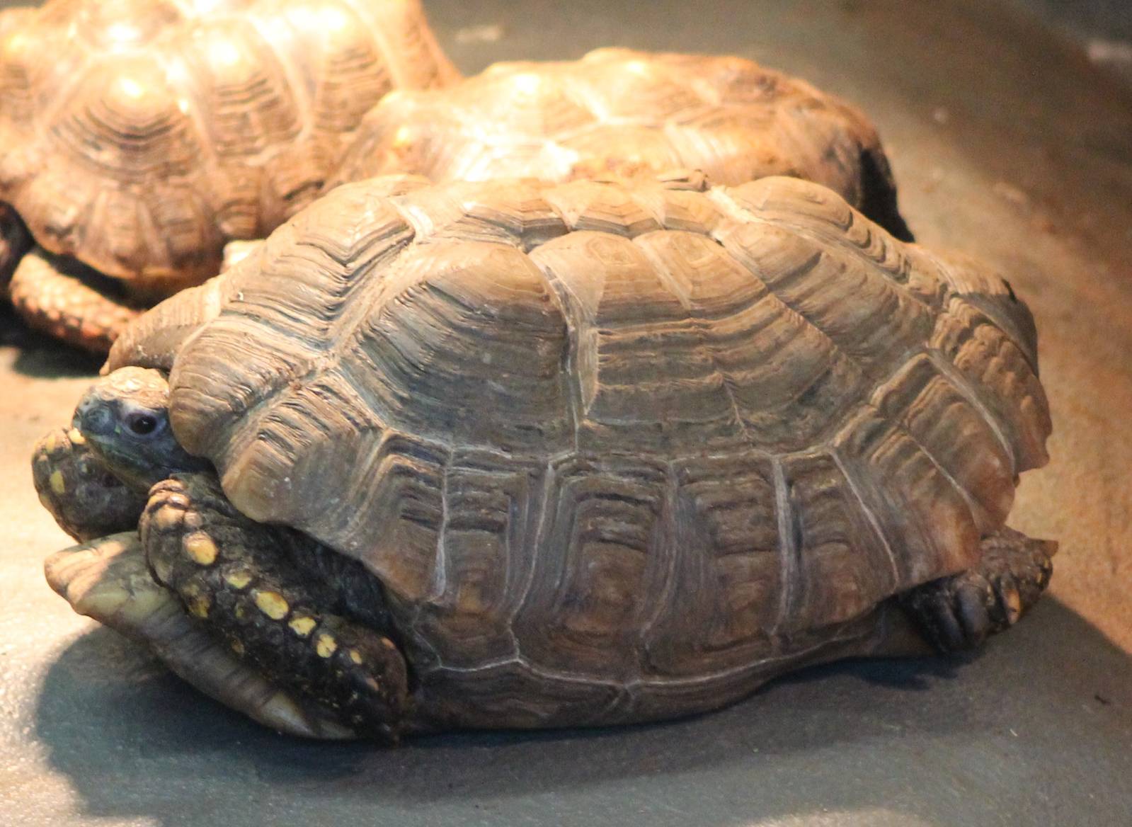 Turtle tortoise terrapene ID