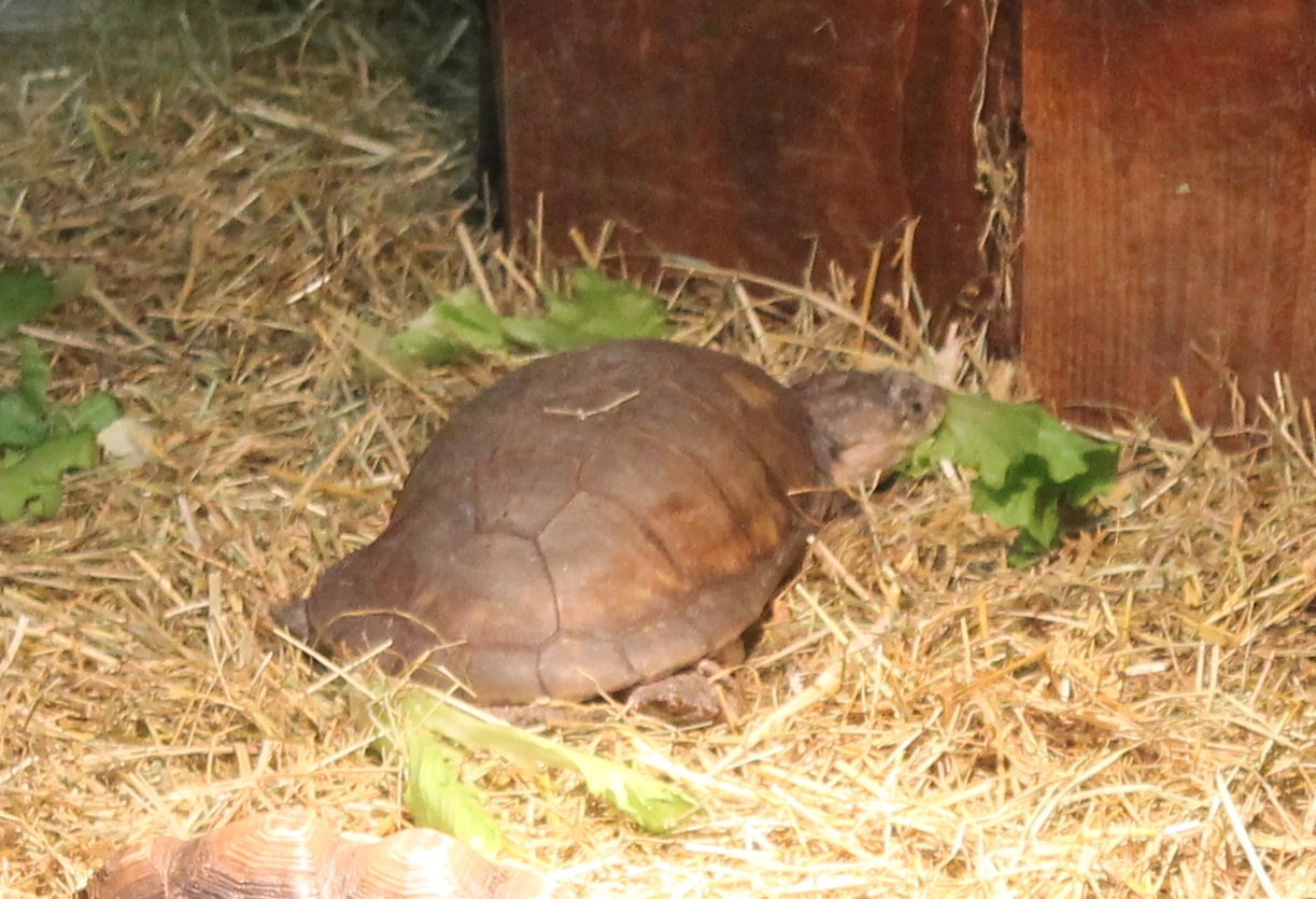 Turtle tortoise terrapene ID
