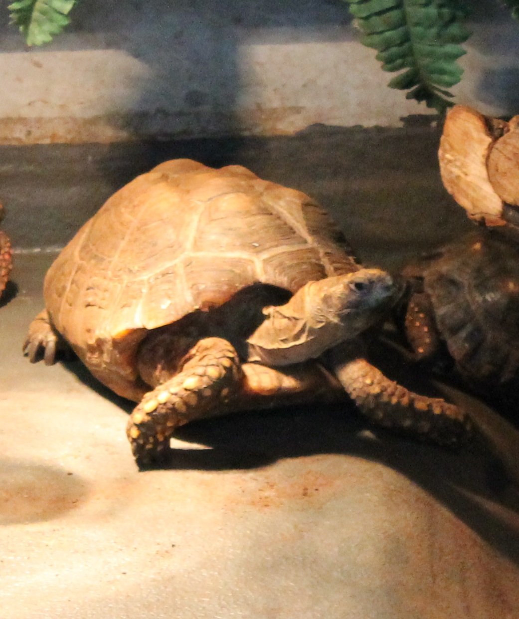 Turtle tortoise terrapene ID