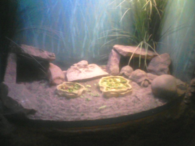 Turtle Town- Indian Star Tortoise Exhibit