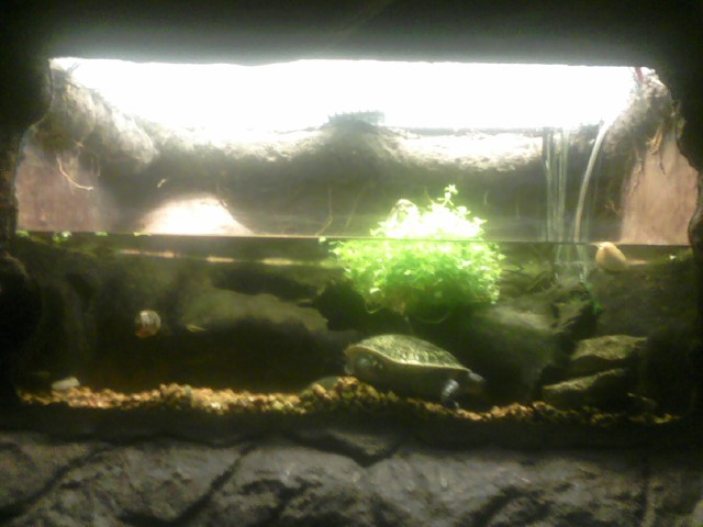 Turtle Town- New Guinea Snake-necked Turtle Exhibit