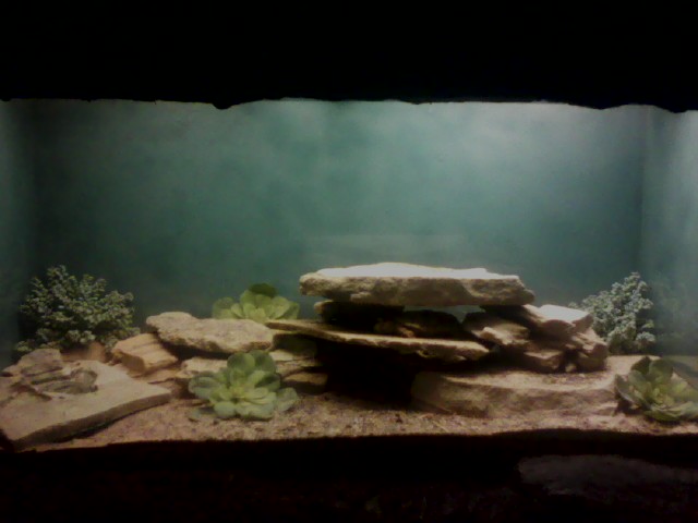 Turtle Town- Pancake Tortoise Exhibit