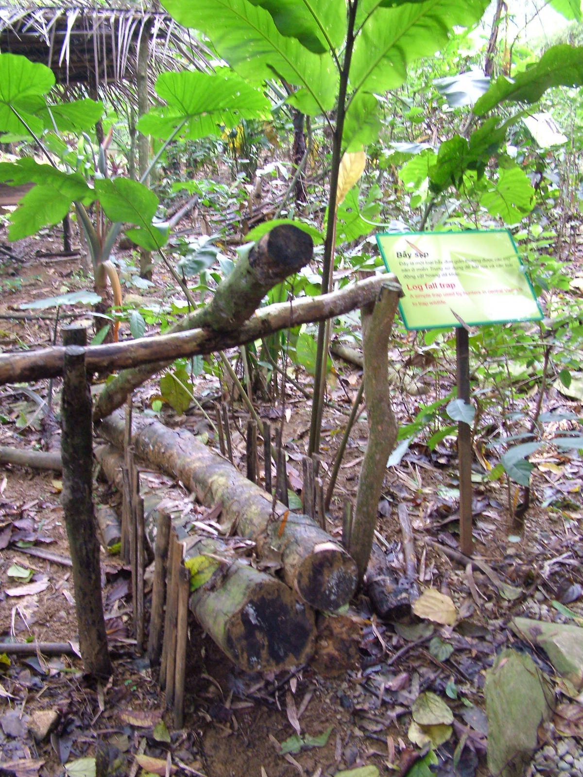 Turtle Trap Display at the Turtle Centre, Cuc Phuong, 10/03/12