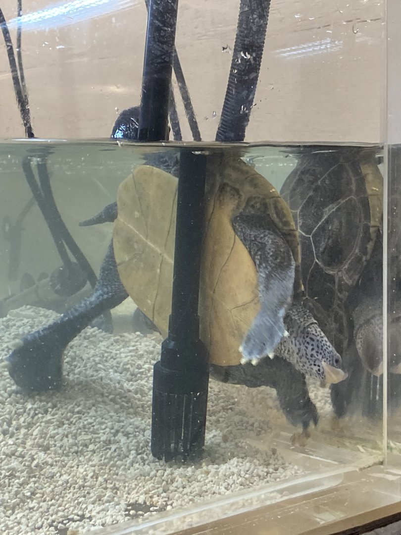 Turtle trapped between filter and tank wall