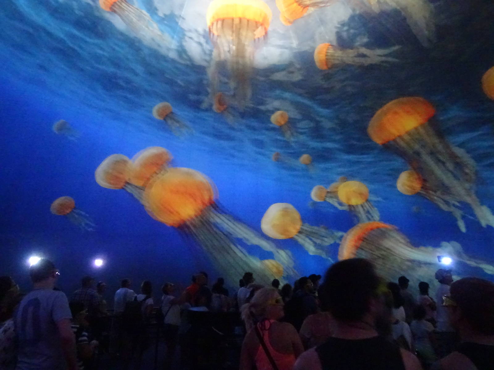 Turtle Trek 3D Movie at SeaWorld Orlando