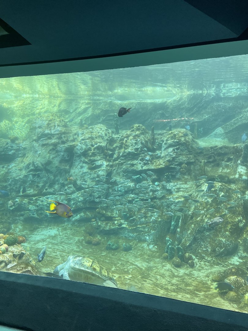 Turtle Trek- Sea Turtle Underwater Viewing