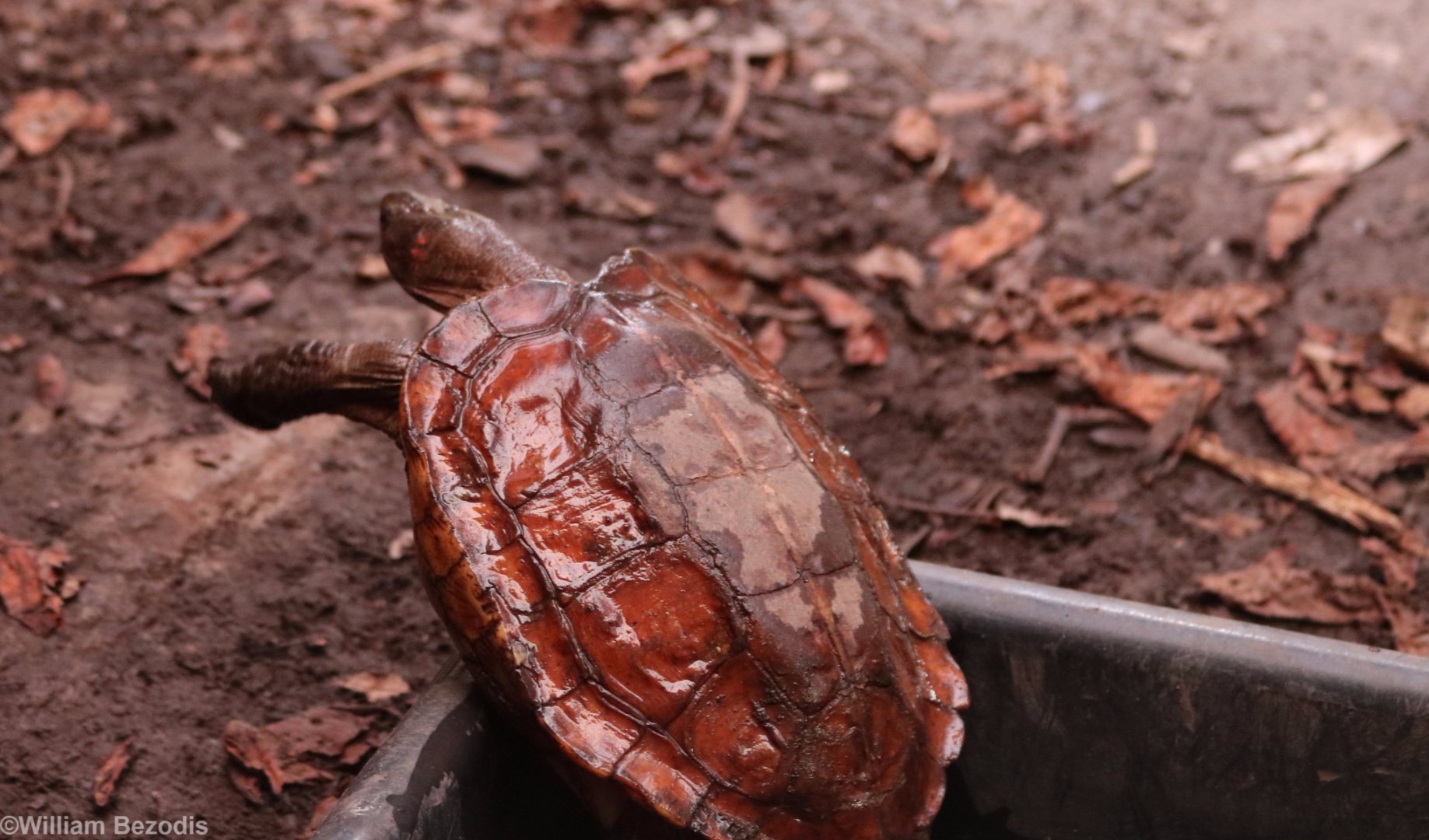 Turtle Trying to Escape from a Bucket