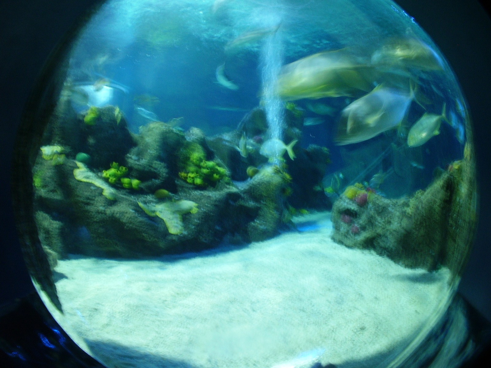 Turtle Tunnel